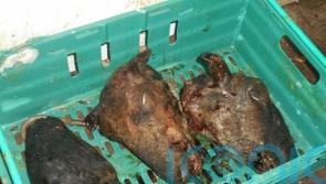 Two men jailed for conspiring to sell meat meant for pet food to shoppers
