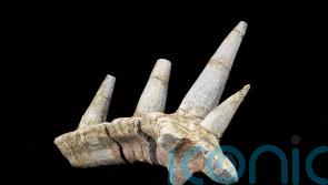 Dinosaur with elaborate armour and spikes one of the &lsquo;strangest ever discovered&rsquo;