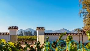6 scintillating South American wines