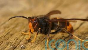 Asian hornet nest discovered in Cork city