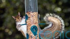 How to stop squirrels from eating your garden bird food