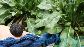 Plants to grow for dyeing your clothes