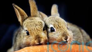 Scottish SPCA workers balloted for strike action