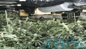 Albanian trio jailed for running &lsquo;industrial scale&rsquo; cannabis farm