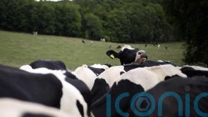 Bovine TB should be treated with the urgency seen during Covid, scientists say