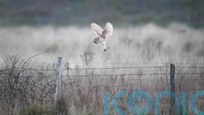 Barn owl breeding success for third year in a row on Co Down farm