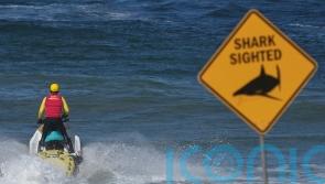 Beaches closed after shark kills man in his 50s near Sydney
