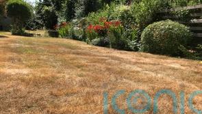 How to revive your lawn in autumn