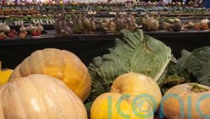 Giant veg record-breakers reveal their secrets of success
