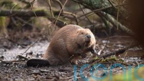 UK risks missing 2030 nature target by a ‘country mile’, green groups warn