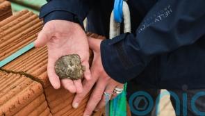 ‘Pioneering’ oyster reef project aims to boost biodiversity