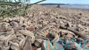 Heavy seas likely reason for mass starfish stranding, says expert