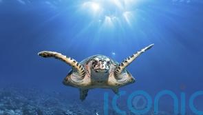 UK joins international scramble to bring ocean protection treaty into force