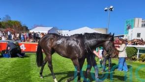 &lsquo;Weather-watch&rsquo; for leading Solonoway contender Alakazi