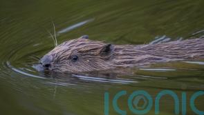 Locals invited to share views on reintroduction of beavers to Loch Ness area