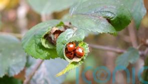 Why are we still seeing so many ladybirds?