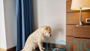 Not taking their dog on holiday worries nearly half of owners – survey