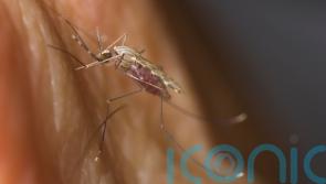 Genetic clues to how malaria-carrying mosquitoes evade control identified