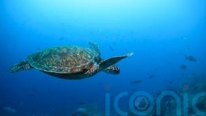 Nations ratify the world’s first treaty to protect international waters