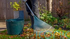 Get ahead with October gardening jobs