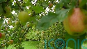 Bumper crops of apples and pumpkins despite drought and record hot summer