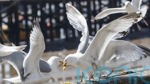 Agriculture minister aims to take ‘heat’ out of talks ahead of seagull summit