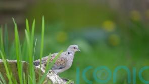 Farmland birds in severe decline and sharp drop in seabird numbers, figures show