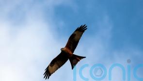 Poisoned red kite suffered ‘painful and distressing death’, say police
