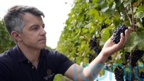 Vineyard optimistic for ‘top-quality vintage’ as earliest harvest begins