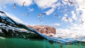 Bird flu-surviving gannets continue to breed but birth rate down, study finds