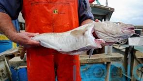 Scottish ministers urged to end ‘pointless’ seasonal Clyde fishing closure