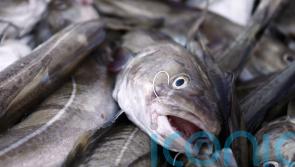 Warnings over collapsing fish stocks as experts advise ‘zero catch’ for cod