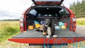 Isuzu goes for paw appeal with new dog-focused range