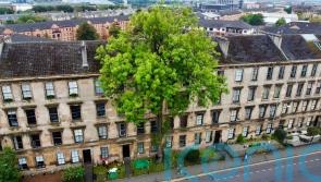 Glasgow’s ‘Argyle Street Ash’ wins Tree of the Year 2025 as wildcard entry