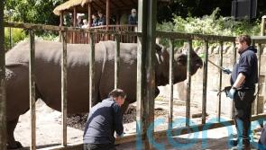 Red tape &lsquo;complicating&rsquo; plans to bring new rhinos to Edinburgh Zoo, says charity