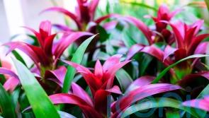 Houseplant trends for autumn