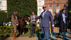 King meets cow on Clarence House lawns during charity reception