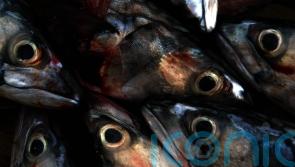 Mackerel fishing should be cut by 70% to prevent stock collapse, scientists say