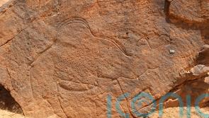 12,000-year-old carvings of animals discovered in Saudi Arabian desert