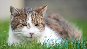 Charity warns of rise in people using harnesses to take cats outside