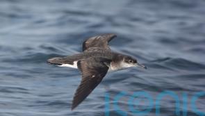 Rare seabirds breed on Rathlin Island for first time in decades