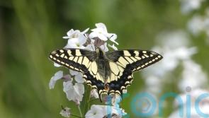 Researchers use cryopreservation to help survival of rare British butterfly