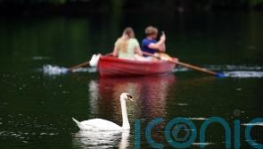 Fact check: Are migrants catching and eating swans and carp?