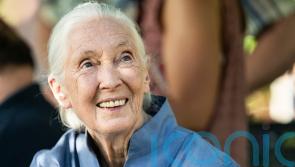 Jane Goodall: Conservationist renowned for groundbreaking chimpanzee research