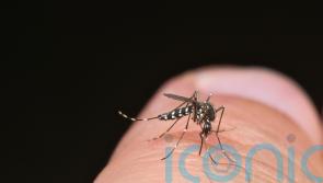 What is dengue fever and am I at risk?