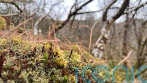 £3m Government cash to protect ‘best remaining rainforest sites in Europe’