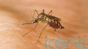 Two species of disease-carrying mosquitoes found in the UK