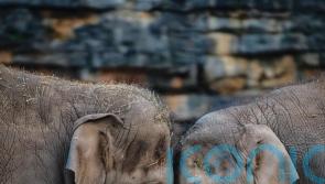 Vaccine breakthrough for virus that killed seven elephant calves at Chester Zoo