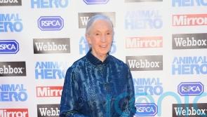 Jane Goodall interview marks release of new Netflix series Famous Last Words