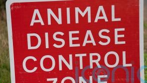 Suspected case of bird flu identified near Omagh